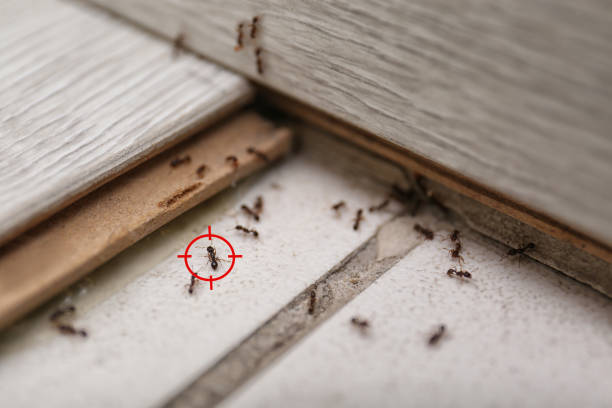 Trusted Albany, LA Pest Control Experts