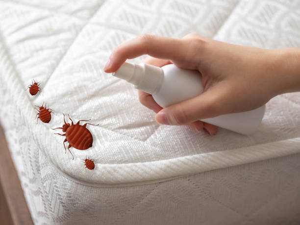 Best Ant Control Services  in Albany, LA